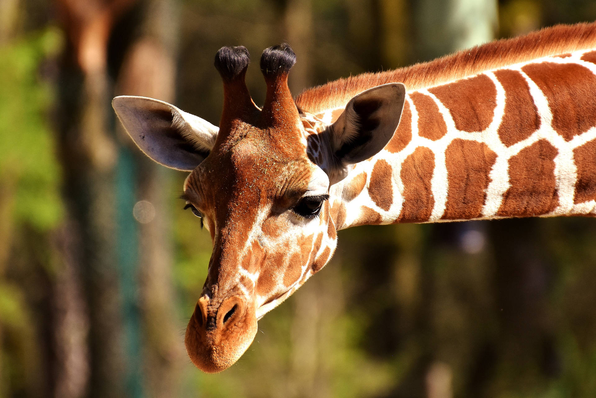 Closeup Photo Of Giraffe Background