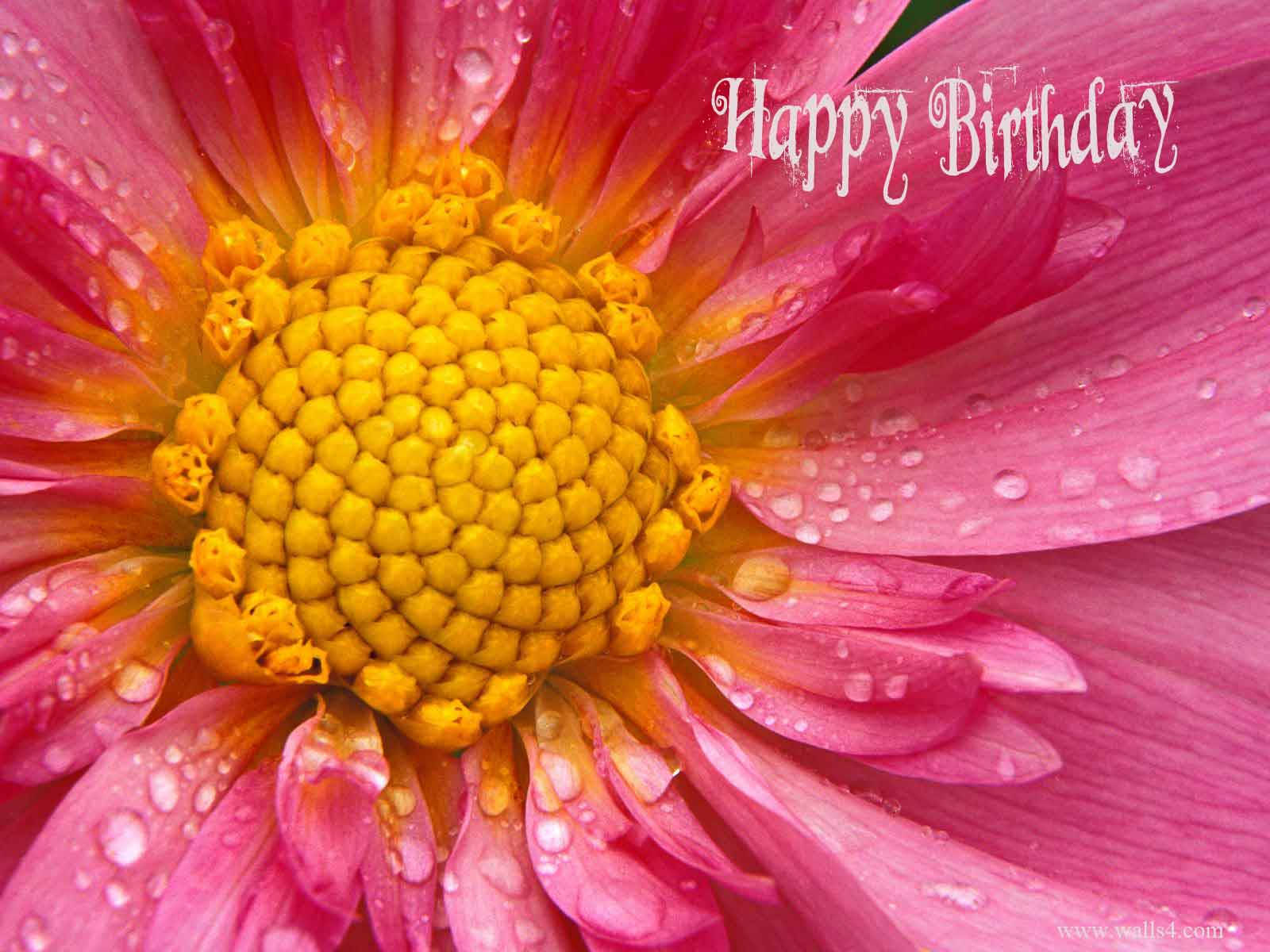 Closeup Pink Happy Birthday Flower Background