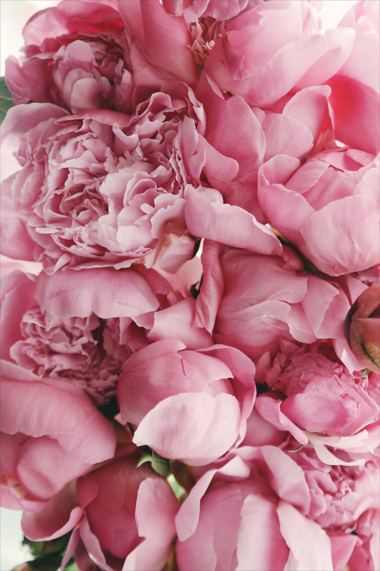 Closeup Pink Peony Flowers Background