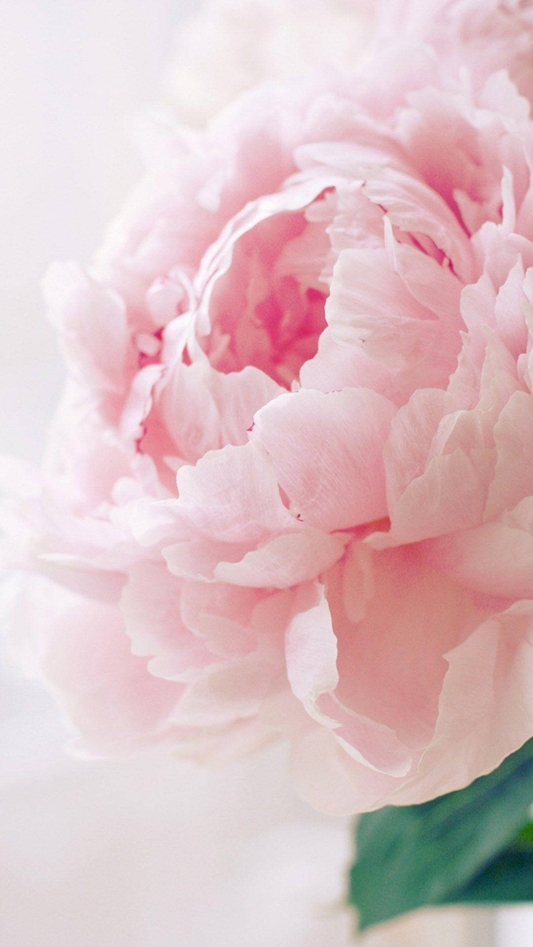 Closeup Pink Peony With Leaf Background