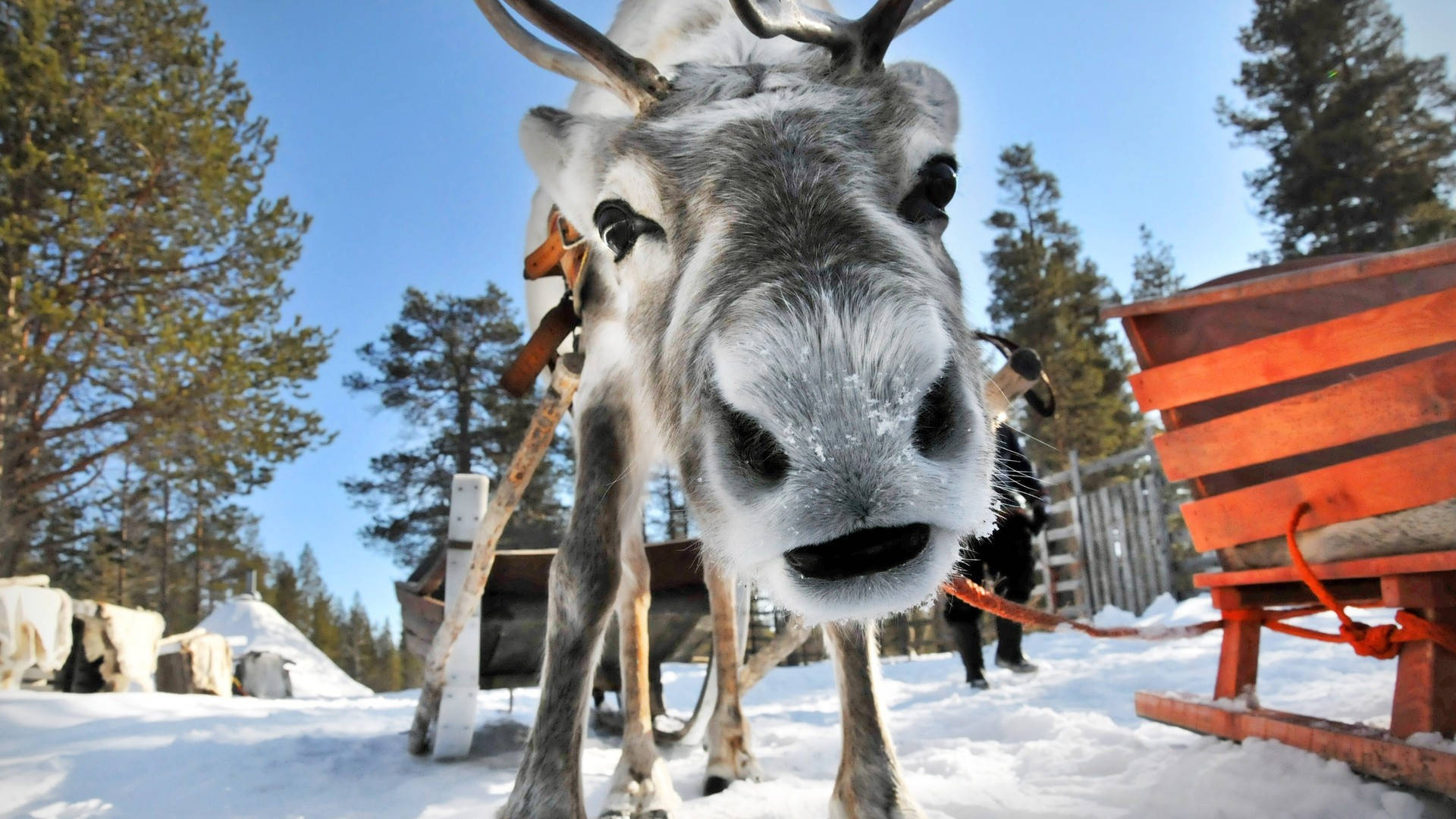 Closeup Polar Reindeer Background
