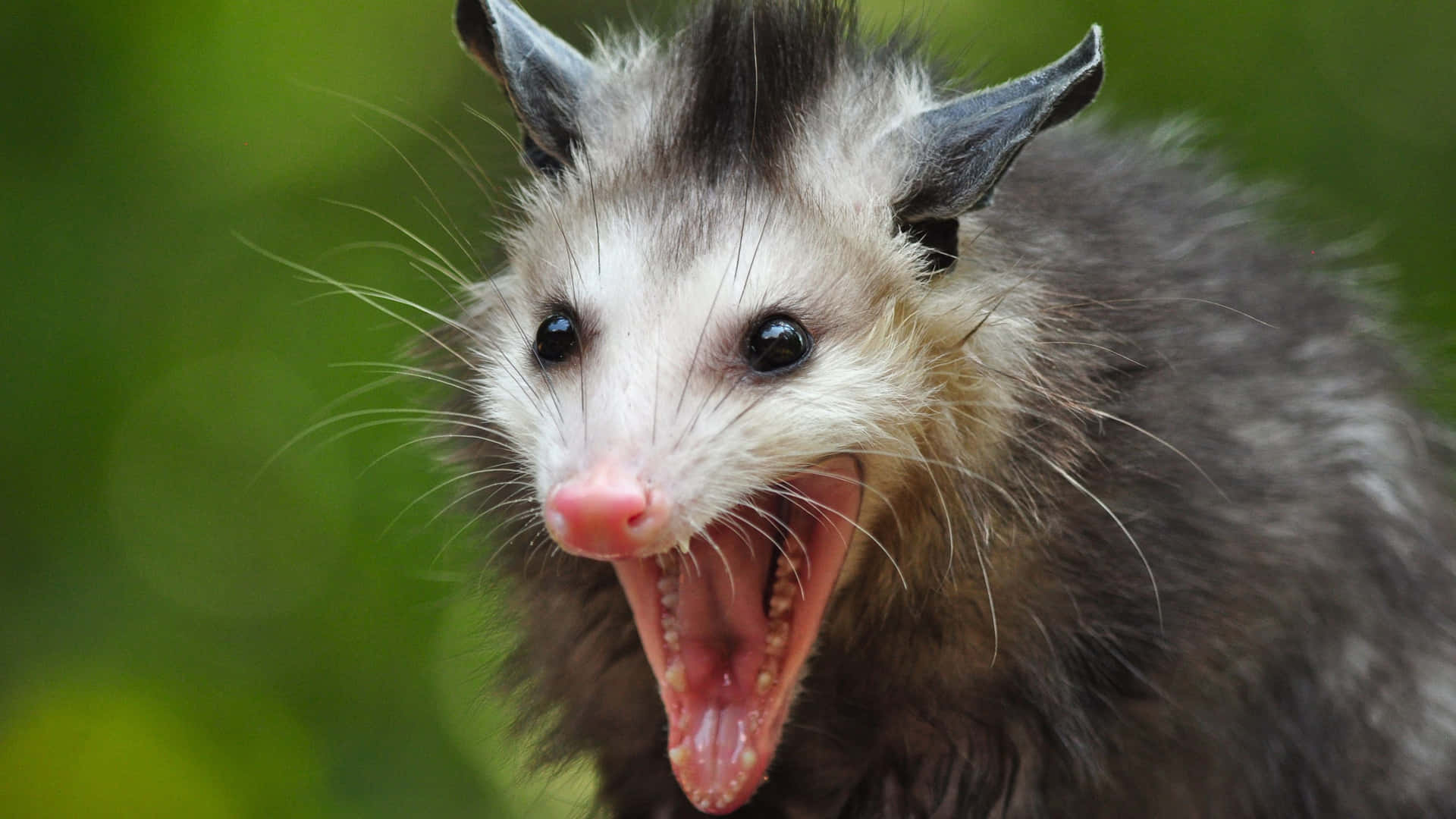 Closeup Possum Displaying Teeth