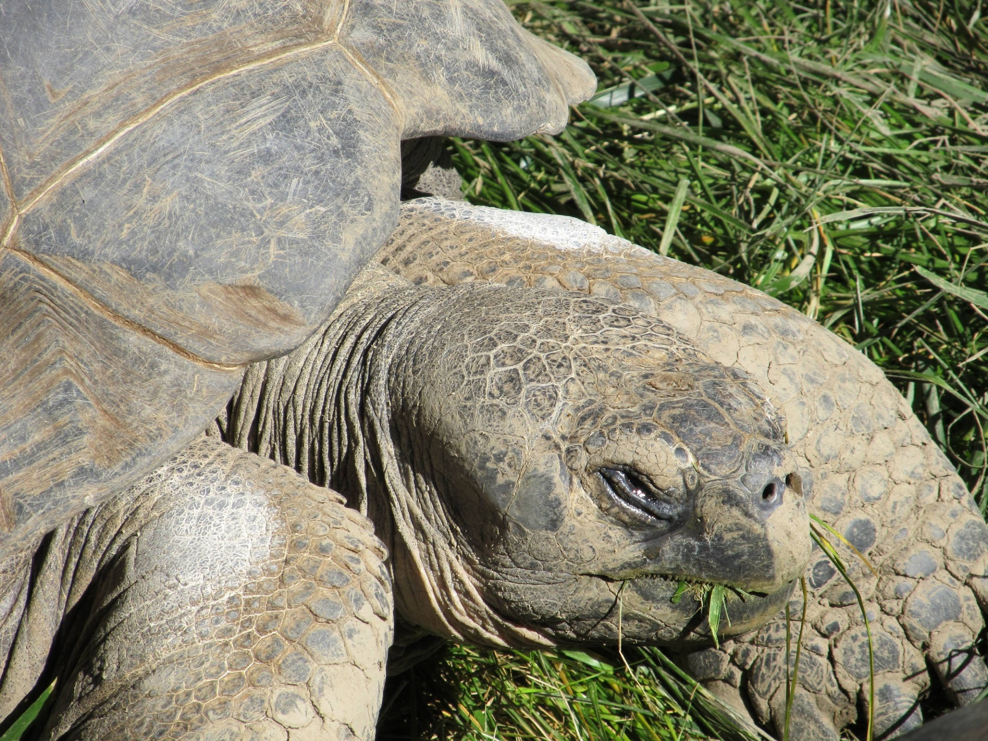 Closeup Turtle Headshot Background