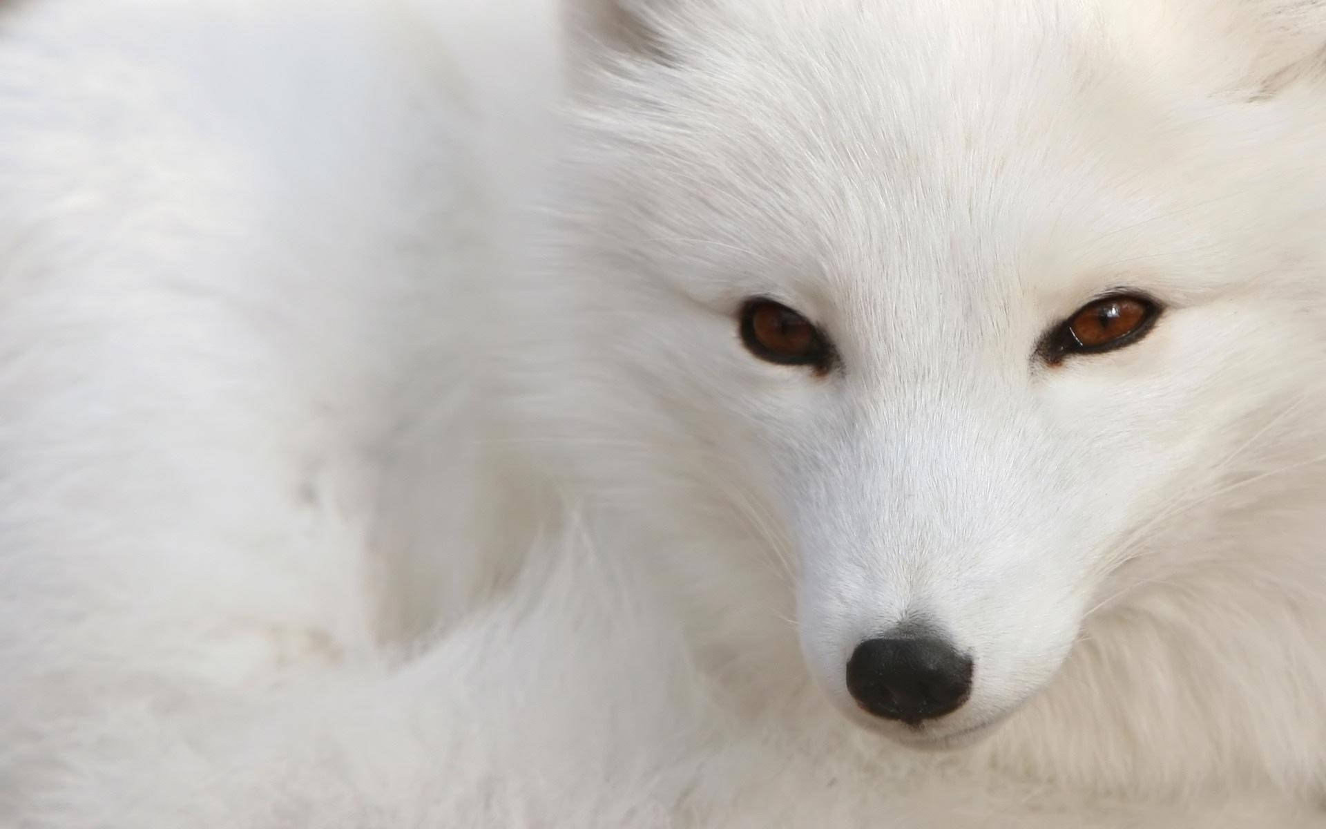 Closeup White Arctic Fox Animal Background