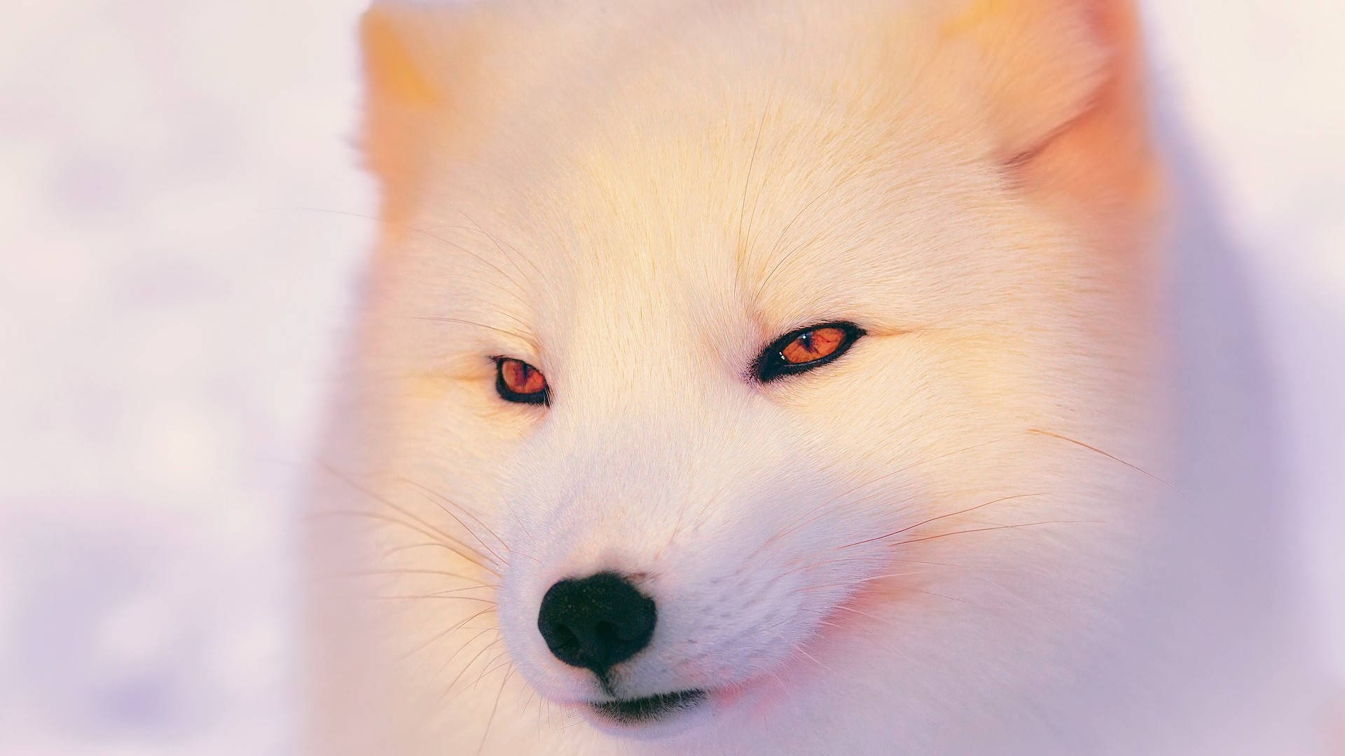 Closeup White Arctic Fox