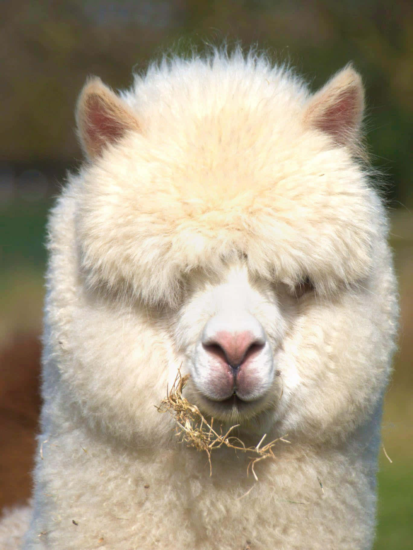 Closeup White Llama Eating Hay.jpg Background