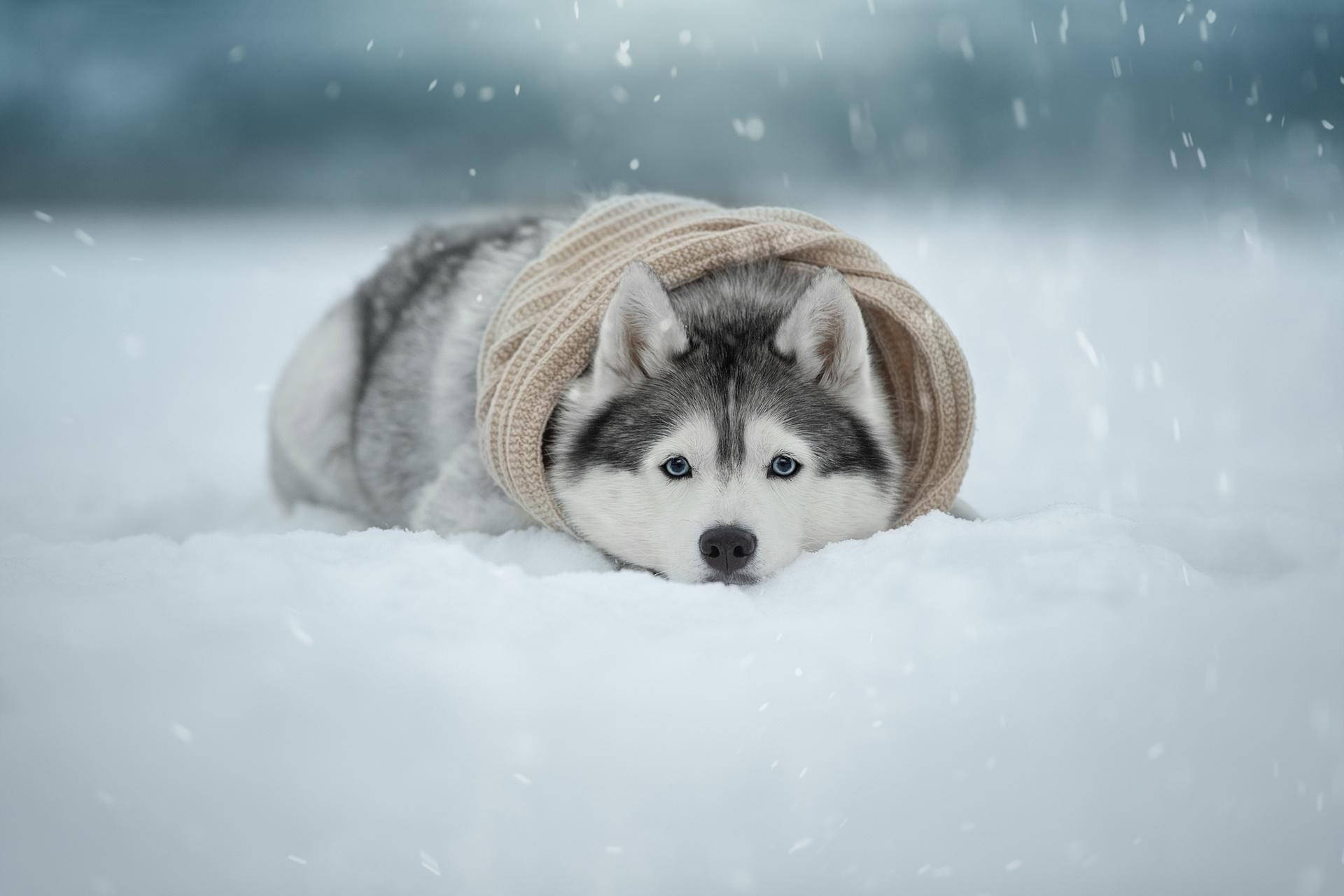 Clothed Husky Puppy