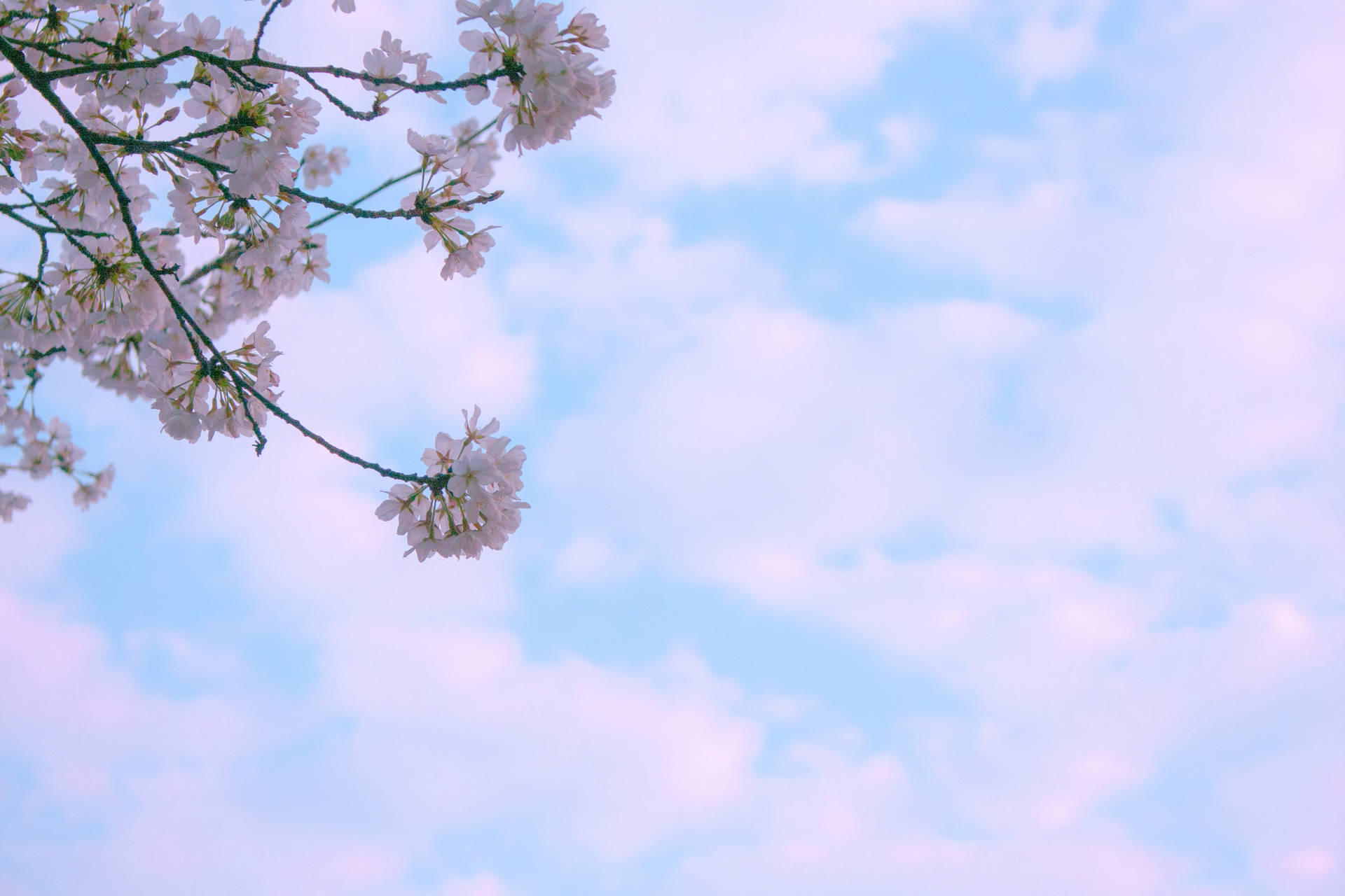 Cloud Background Cherry Blossoms Background