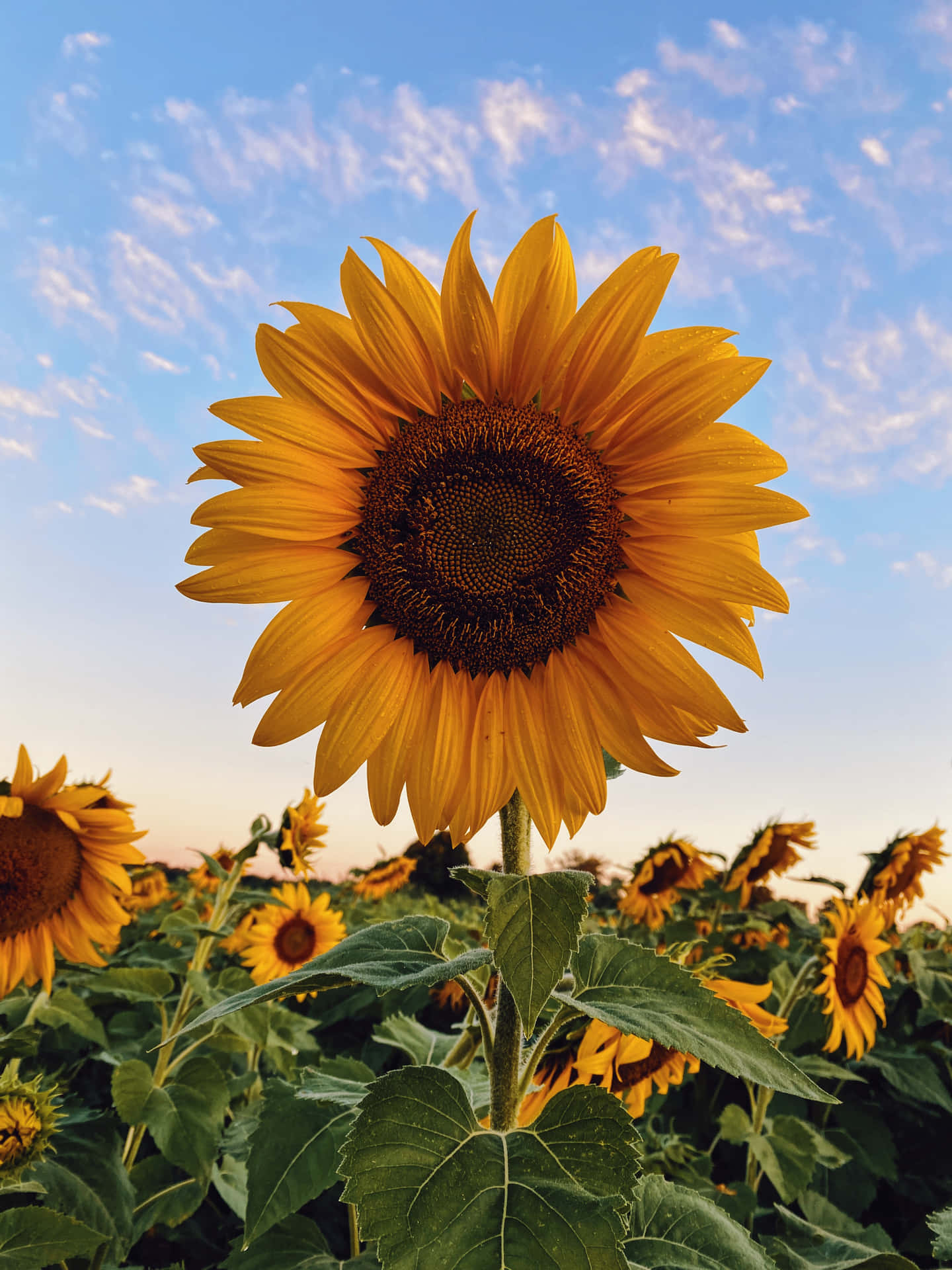 Clouds Above Sunflower Phone Background