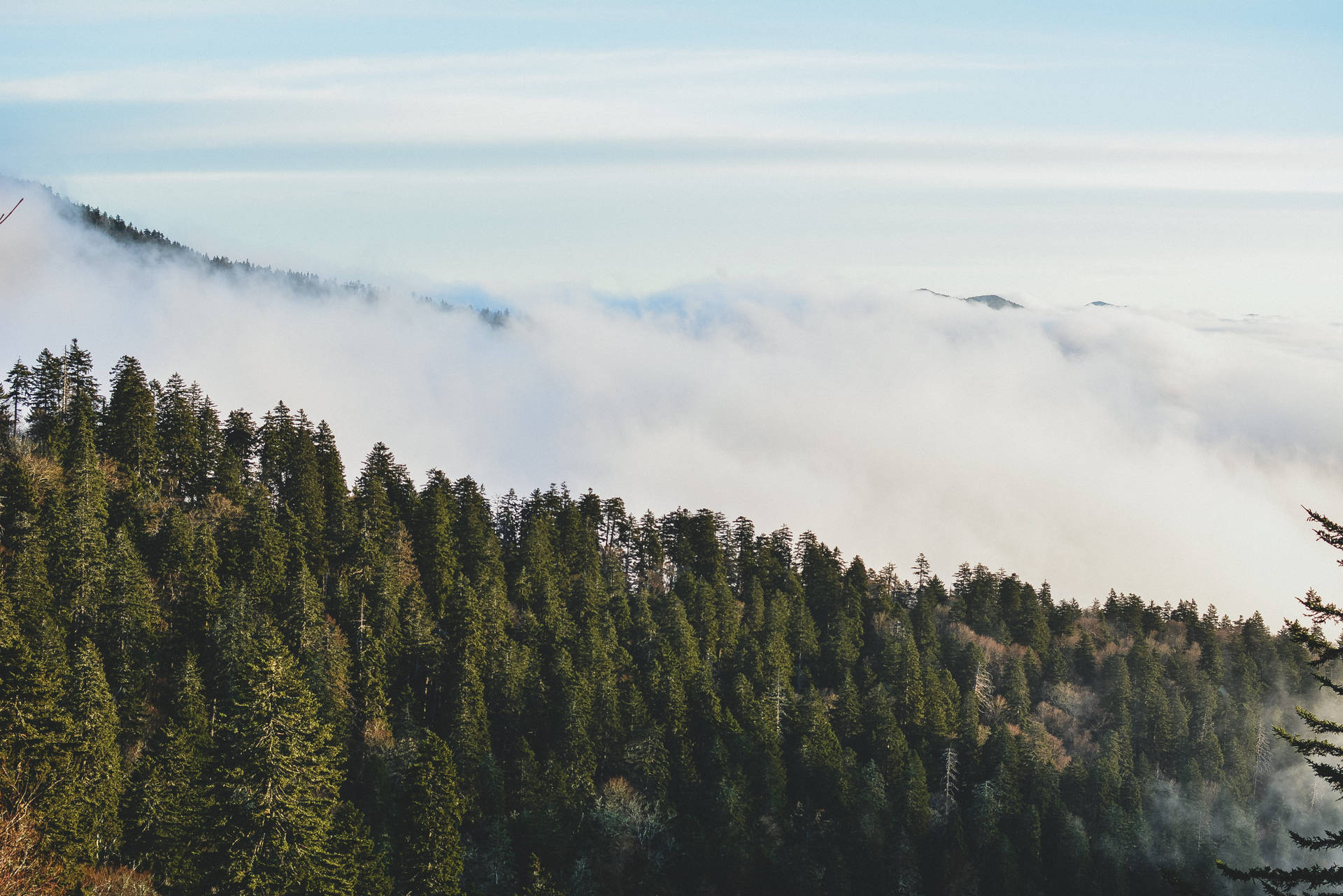 Clouds And Trees With Smoky Mountains Background