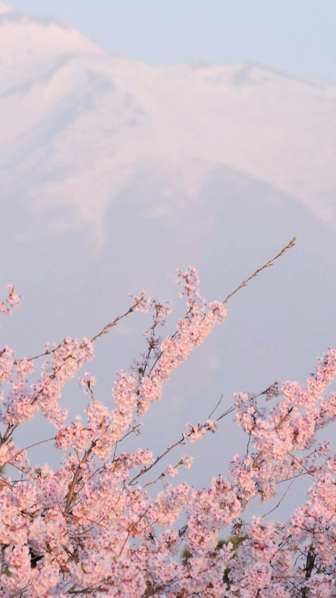 Cloudy Aesthetic Cherry Blossom Background