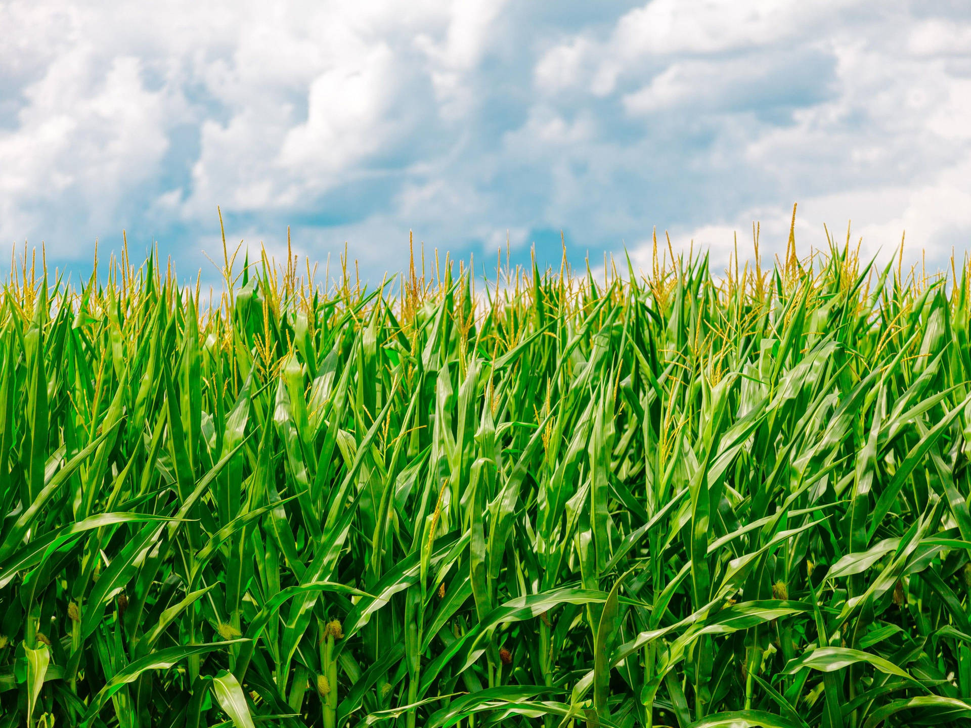 Cloudy Corn Plantation Background