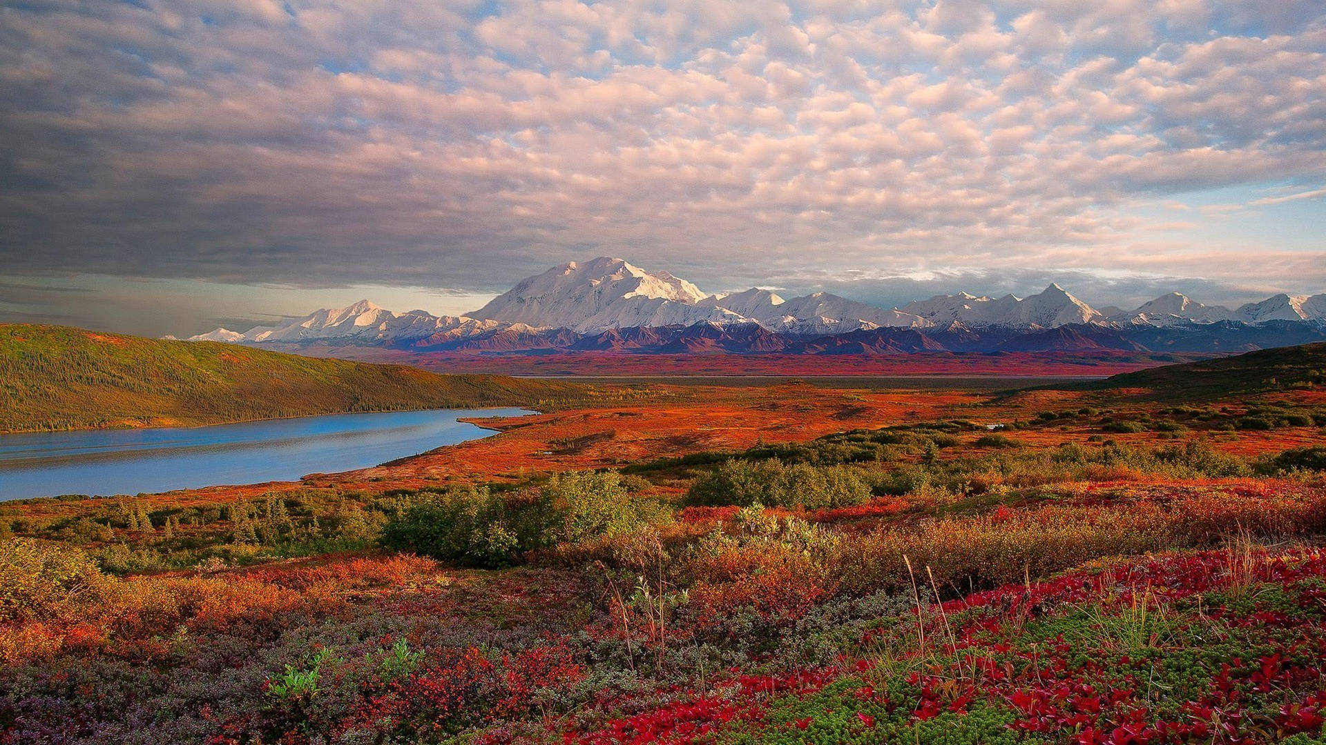 Cloudy Denali With Colorful Field Background