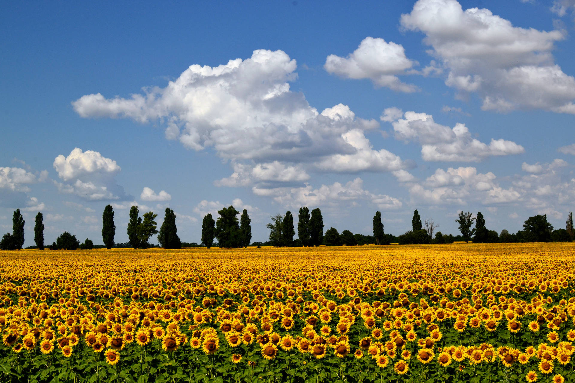 Cloudy Sky Over A Sunflower Aesthetic Field