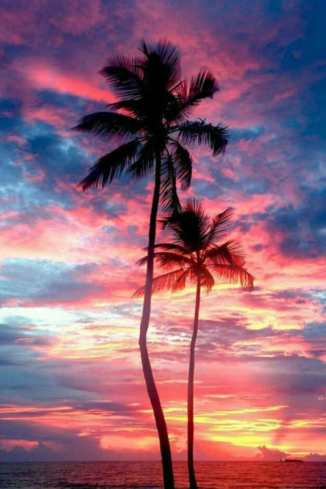 Cloudy Sky Sunset With Palm Tree