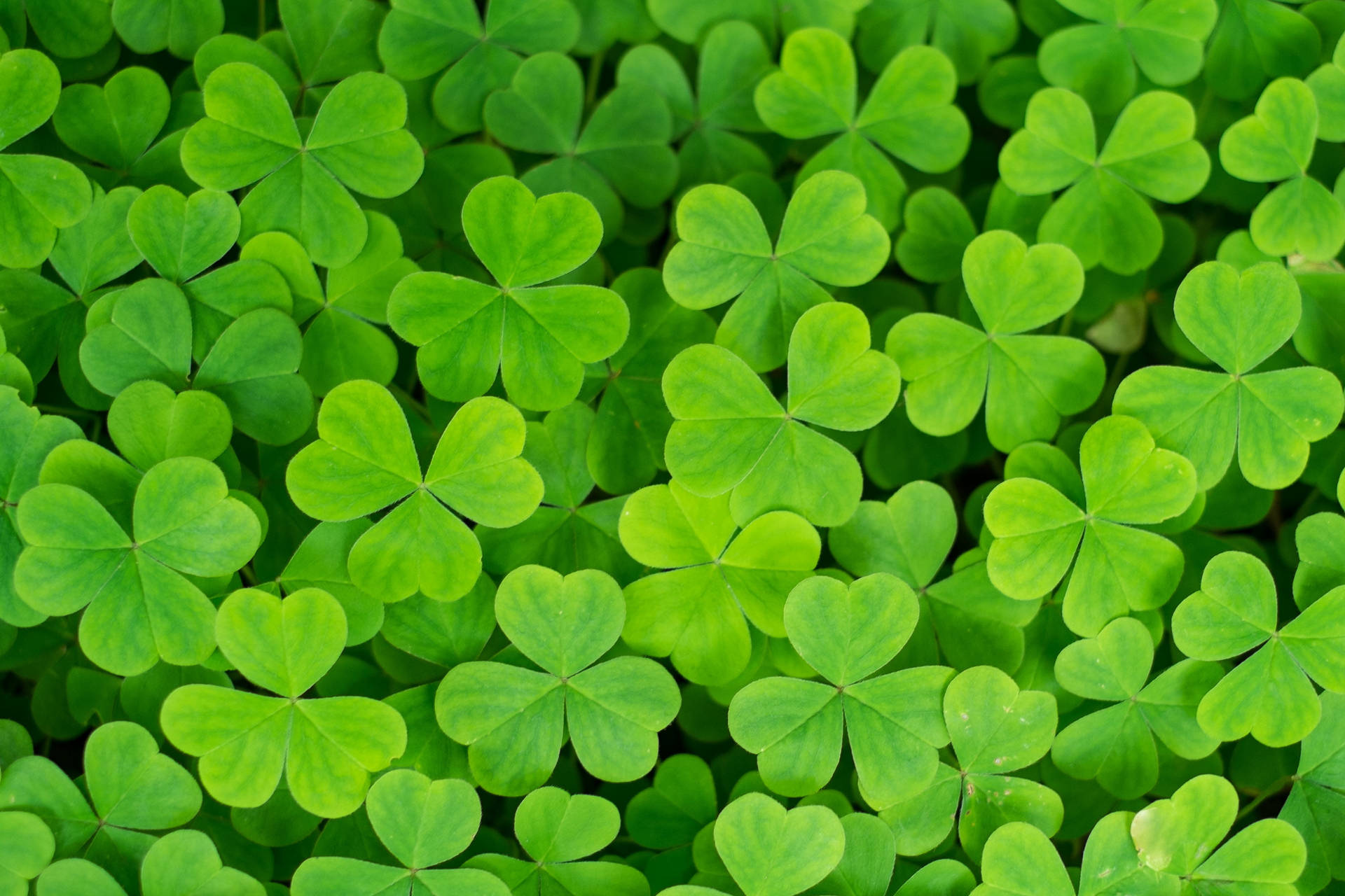 Clover Green Leaves Background