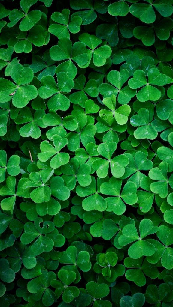Clover Hd Nature Phone Background