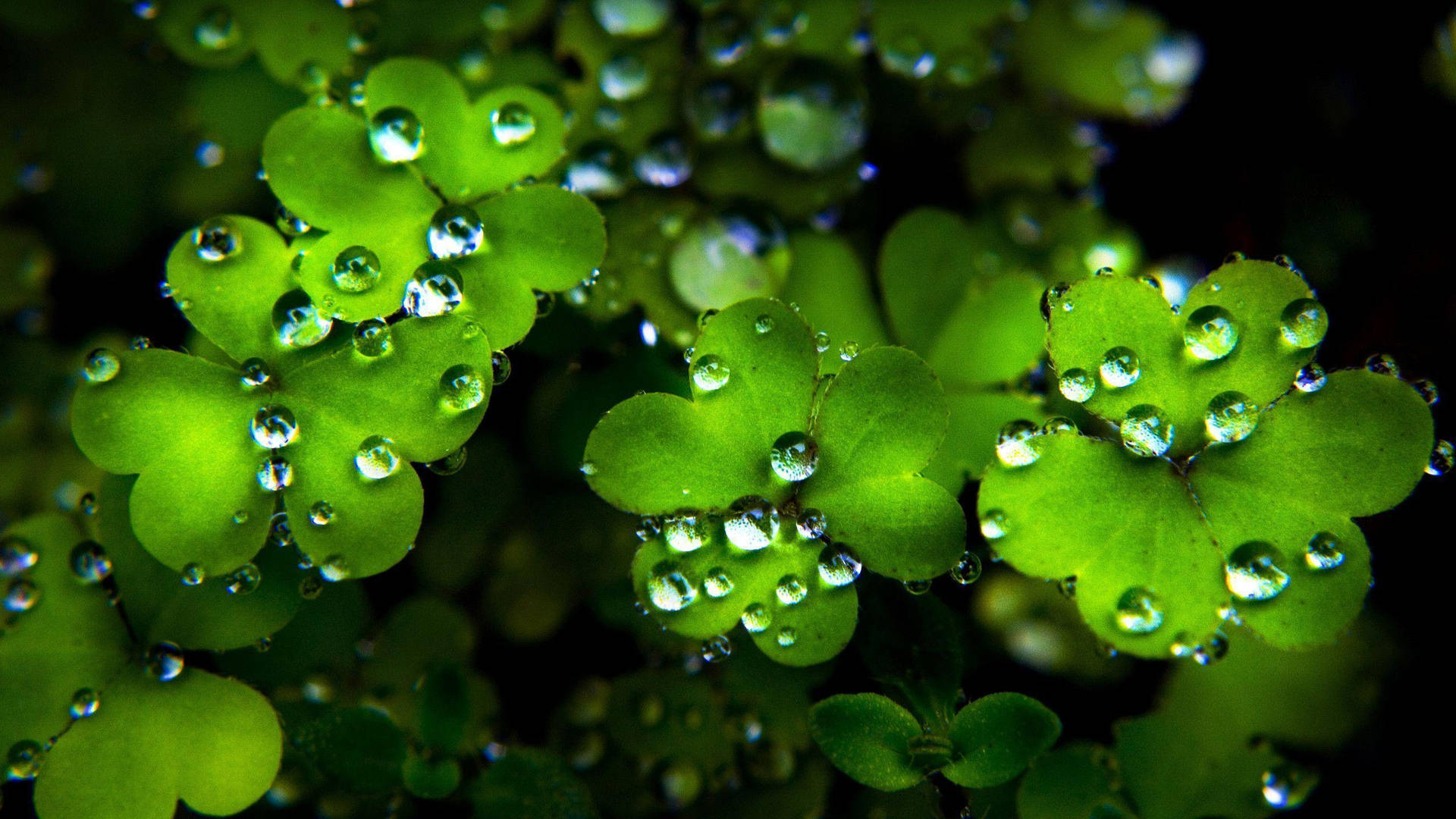 Clovers And Water Drops St Patrick's Day Background