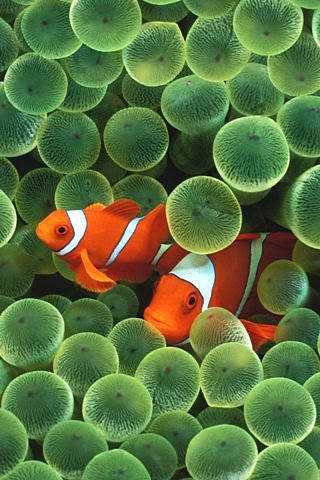 Clown Fish Ios Default Background