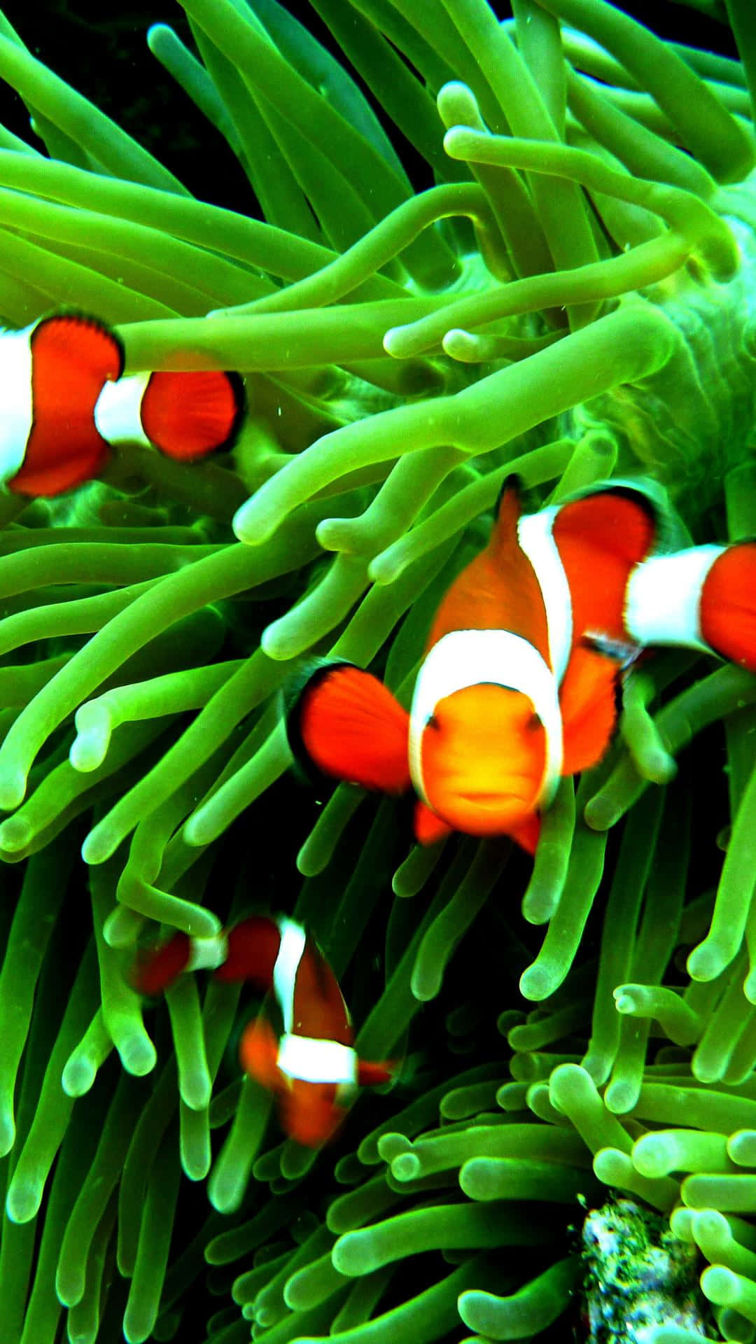 Clown Fish Iphone Green Aesthetic Anemone Background