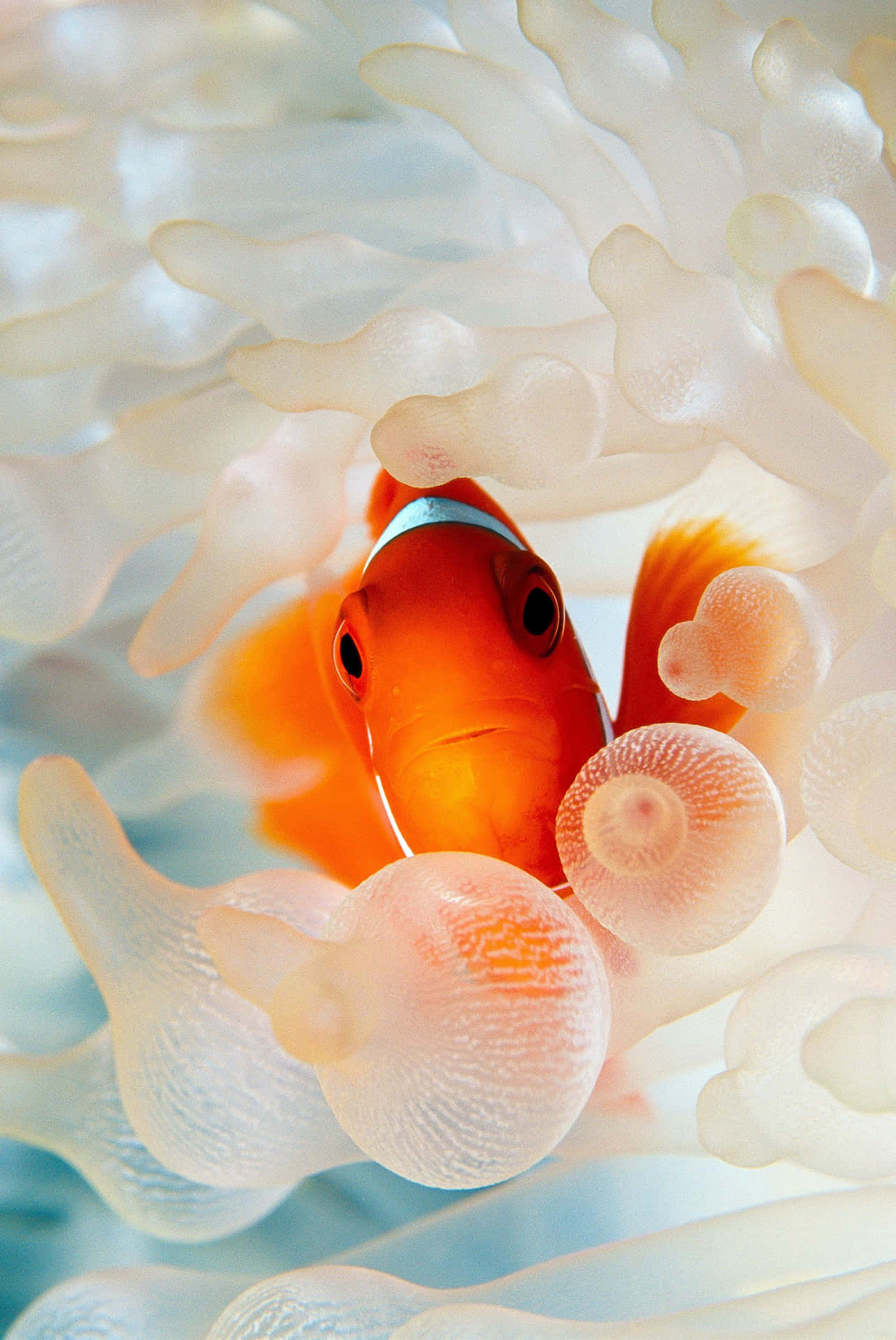 Clown Fish Iphone Jellyfish Background