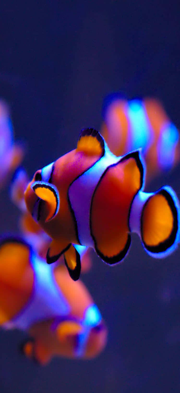 Clown Fish Iphone Neon Aesthetic Lighting Background