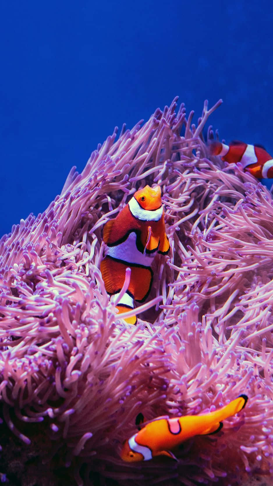 Clown Fish Iphone Pink Aesthetic Anemone Background