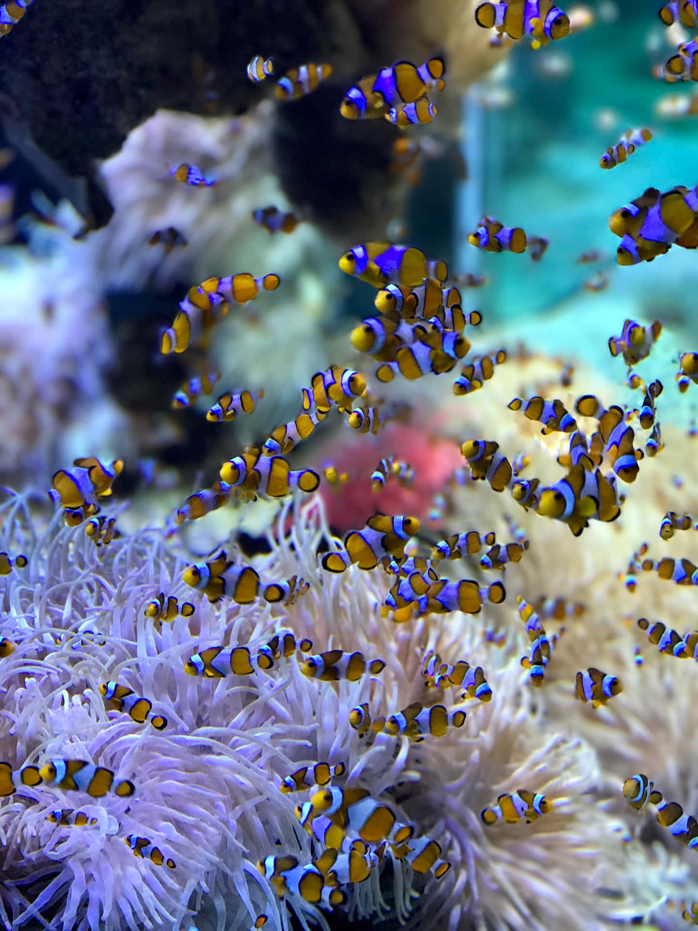 Clown Fish Iphone School In Anemone Background