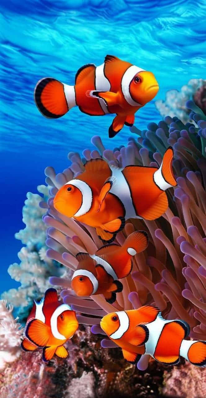 Clown Fish Iphone Sea Anemone Background