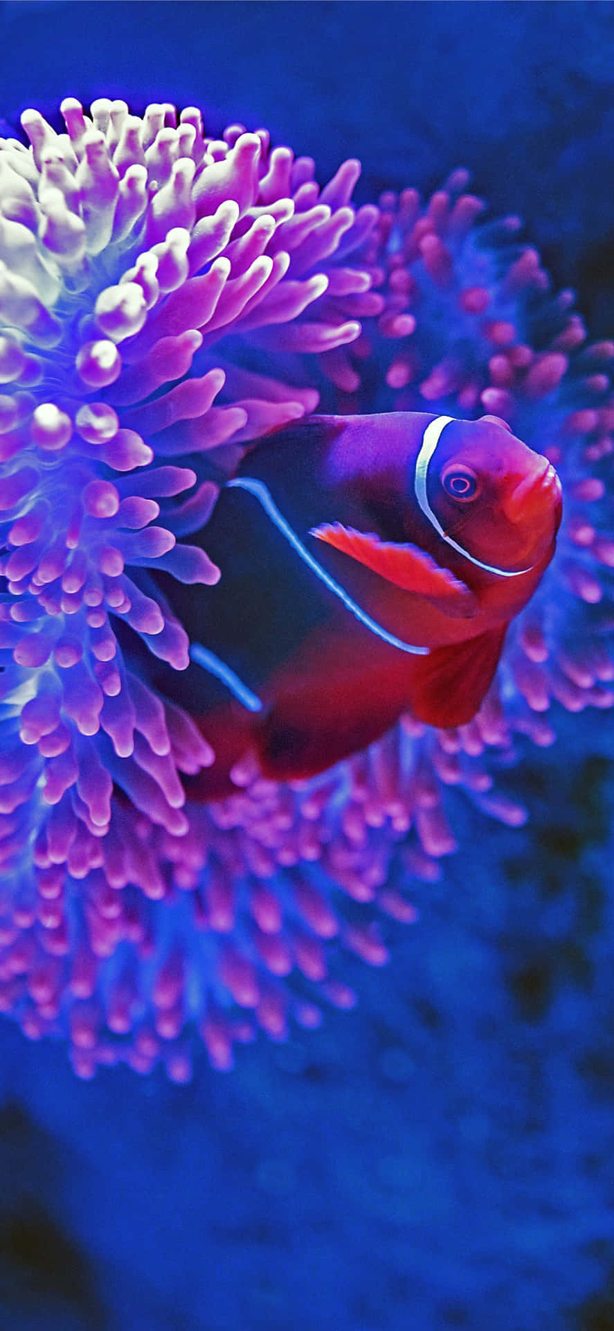 Clownfish Amidst Anemone.jpg Background