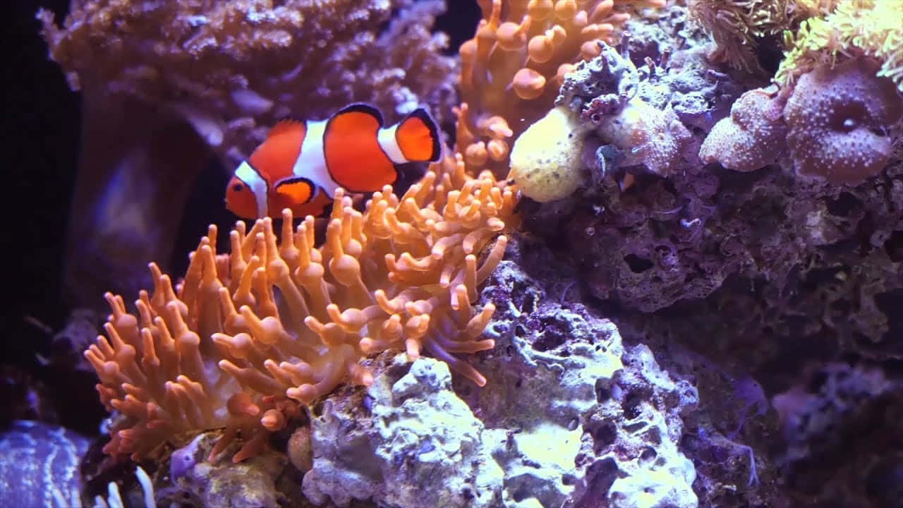 Clownfish Amidst Coral Reef Background