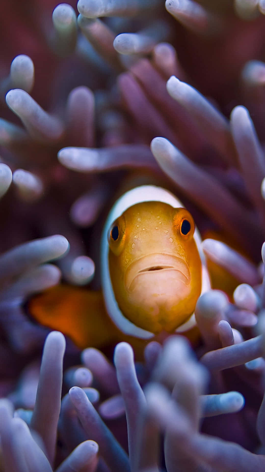 Clownfish In Anemone, Adobe Photoshop Background