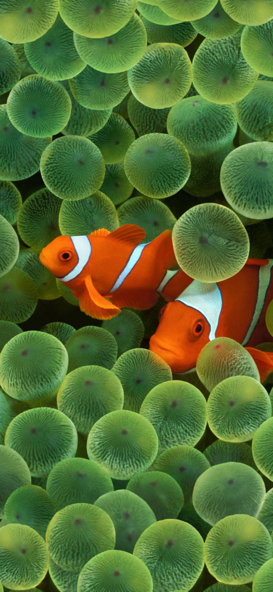 Clownfishes At Reef Ios 16 Background