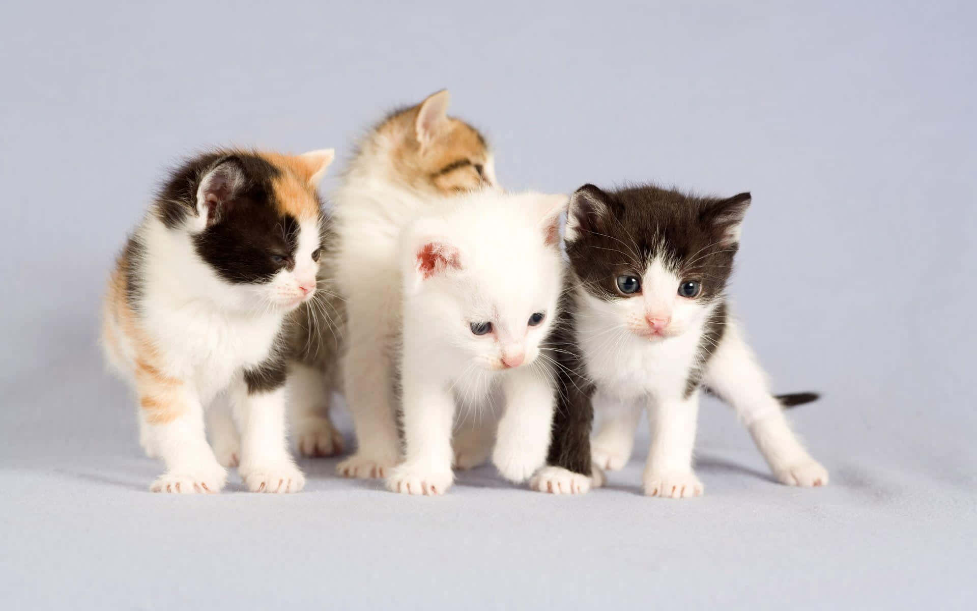Clueless Four Cute Kittens Background