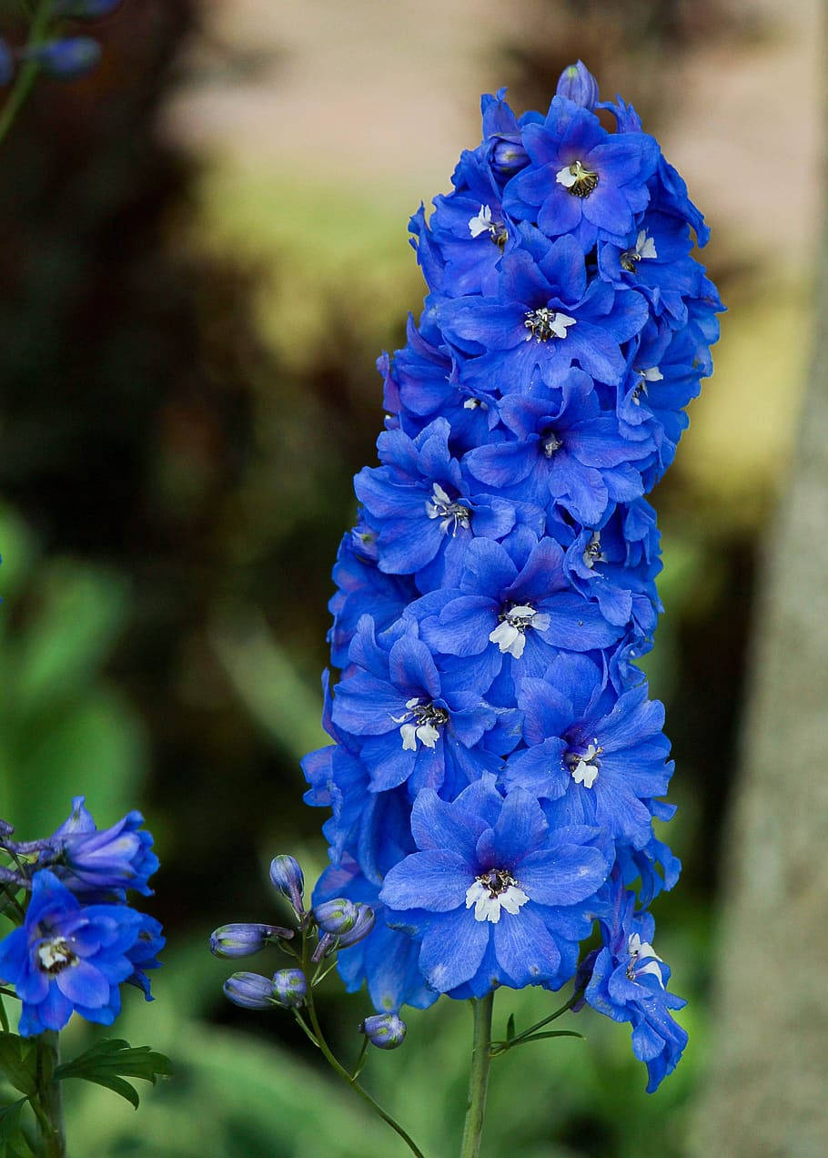 Clumped Larkspur Blue Flower Iphone Background