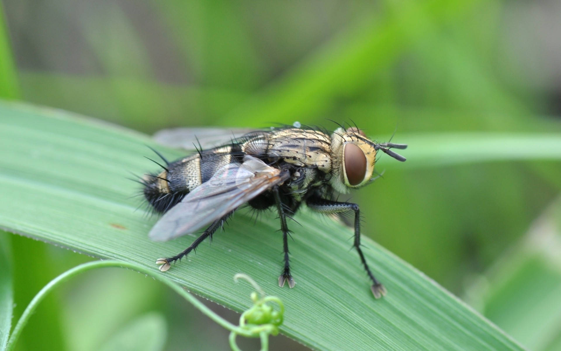 Cluster Fly Background