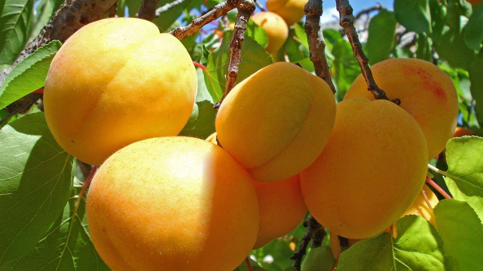 Cluster Of Apricot Fruits