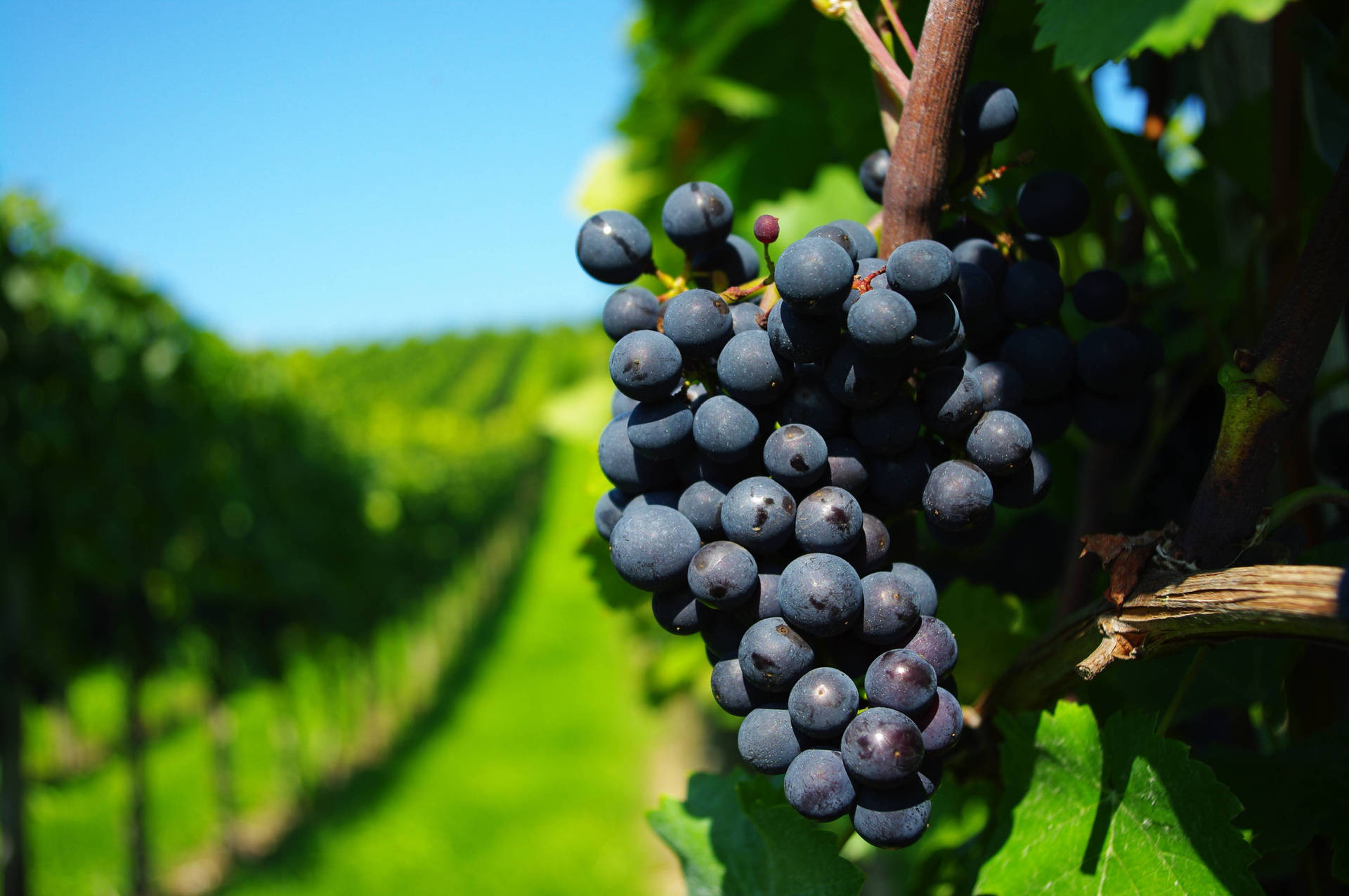 Cluster Of Concord Purple Grapes