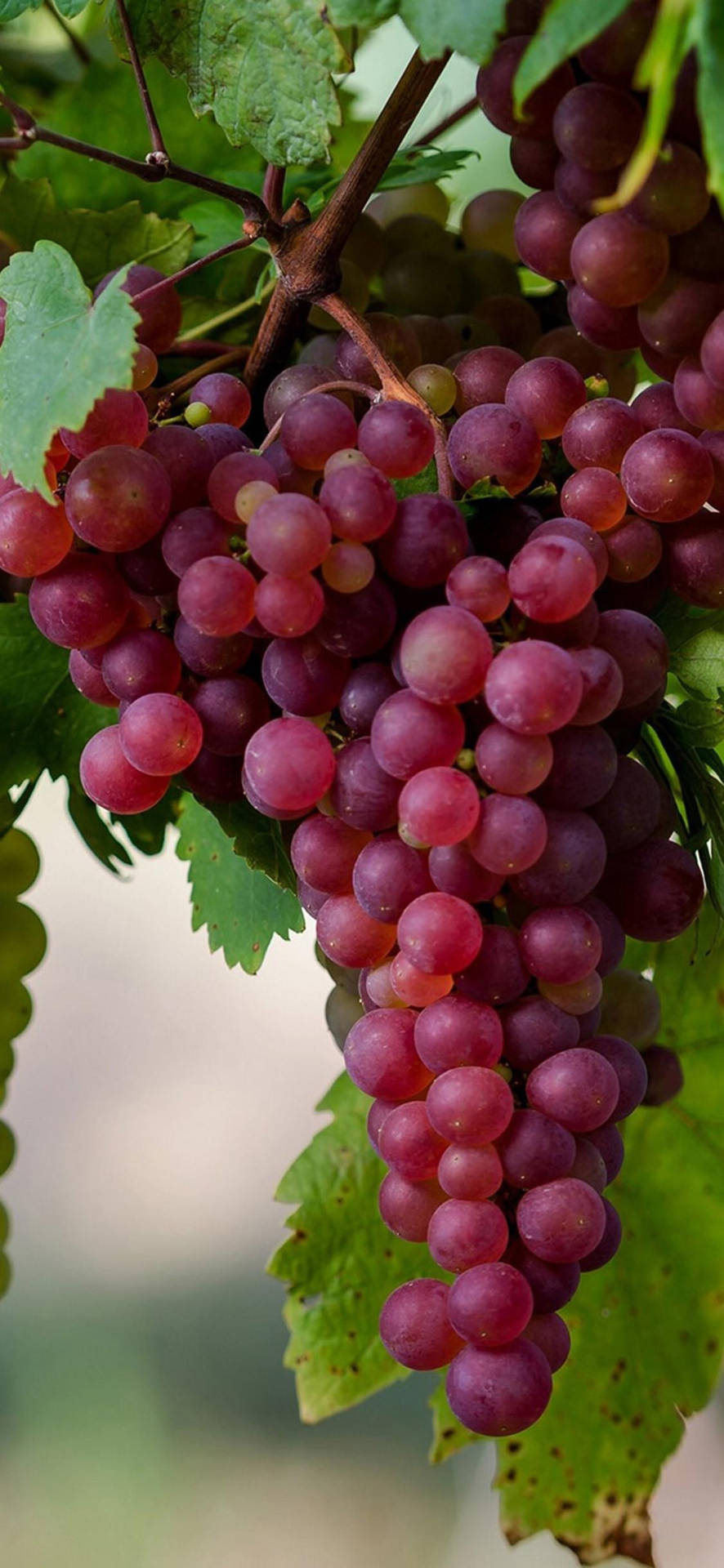 Cluster Of Crimson Seedless Grapes