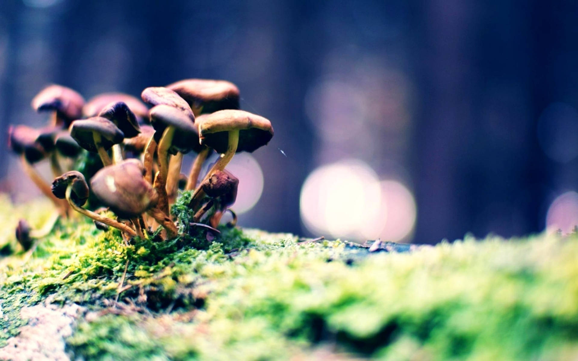 Cluster Of Cute Dark Brown Mushrooms Background