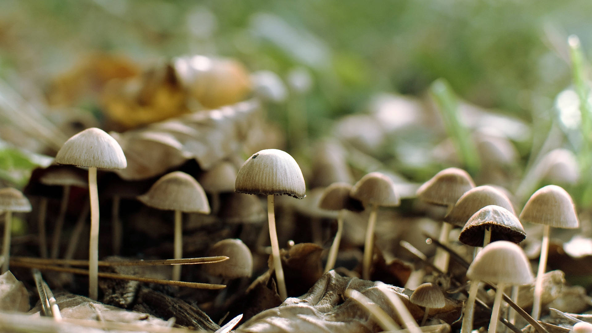 Cluster Of Cute Mushrooms Background