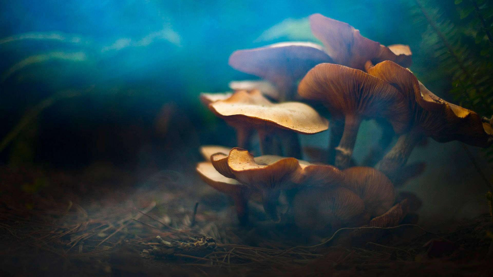 Cluster Of Cute Wavy Mushrooms And Blue Filter