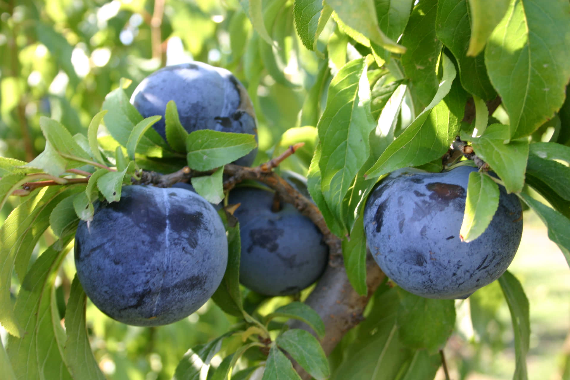 Cluster Of Damson Plum Fruits