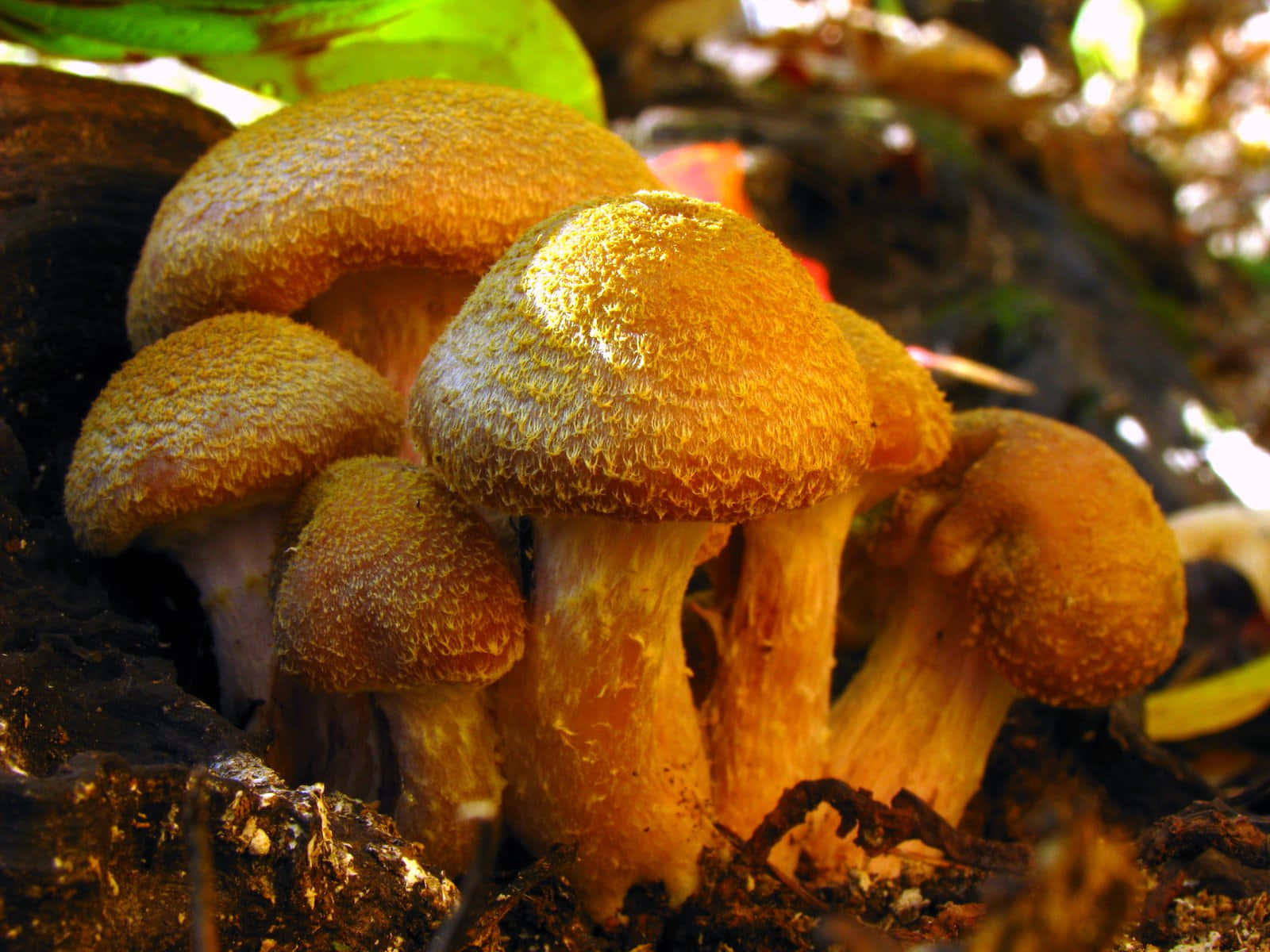 Cluster Of Humongous Fungus With Striking Hairy Cap Background