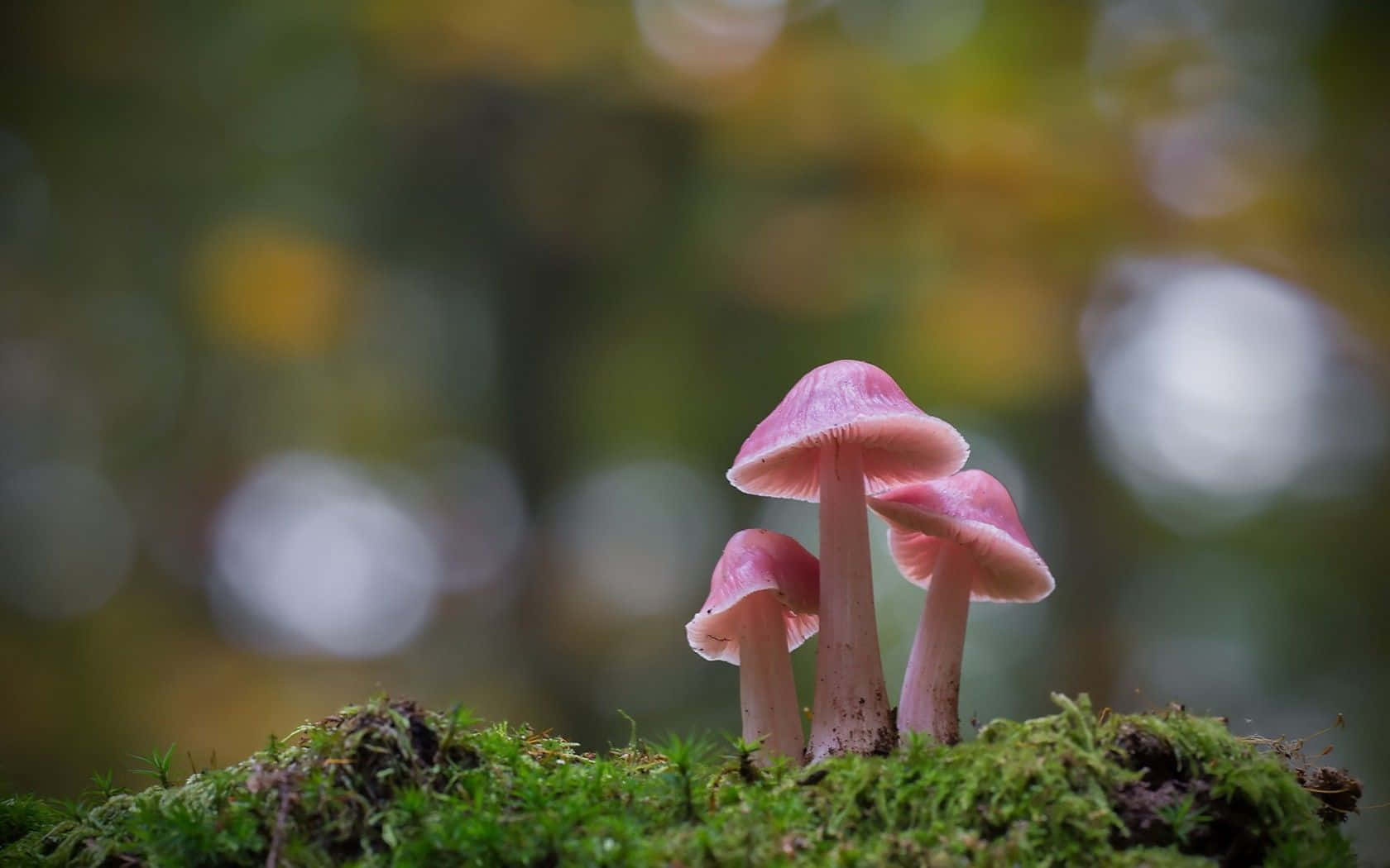 Cluster Of Pink Psilocybe Fungus Background