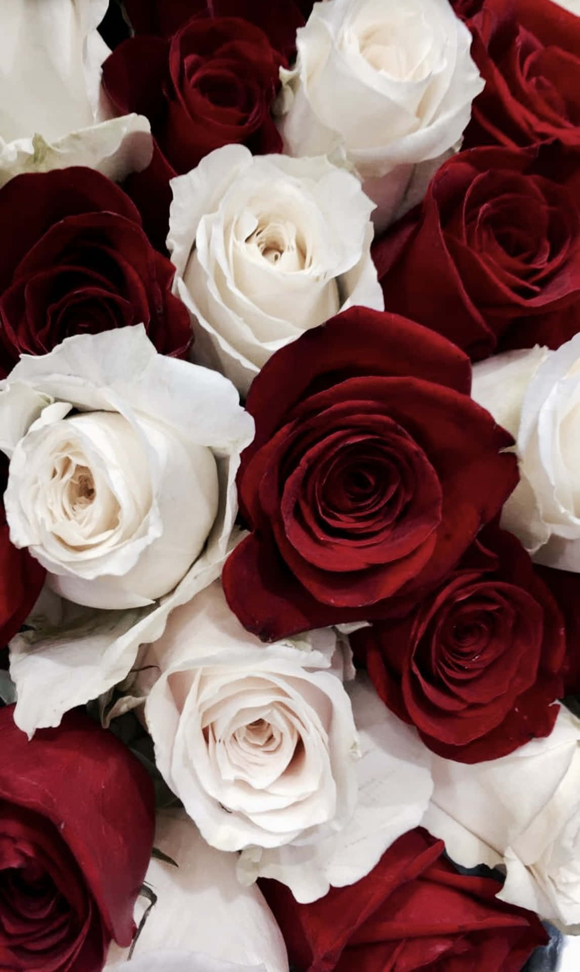 Cluster Of Red And White Roses Background