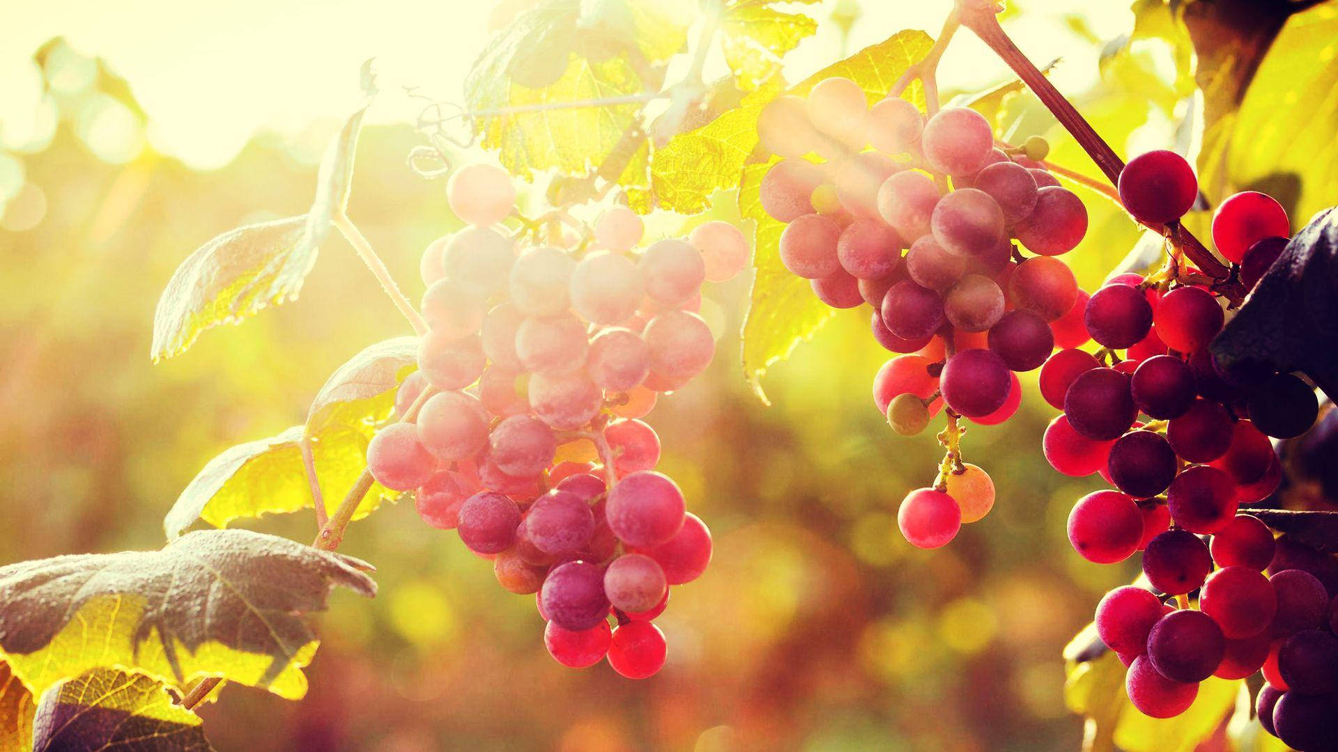 Cluster Of Red Globe Grapes