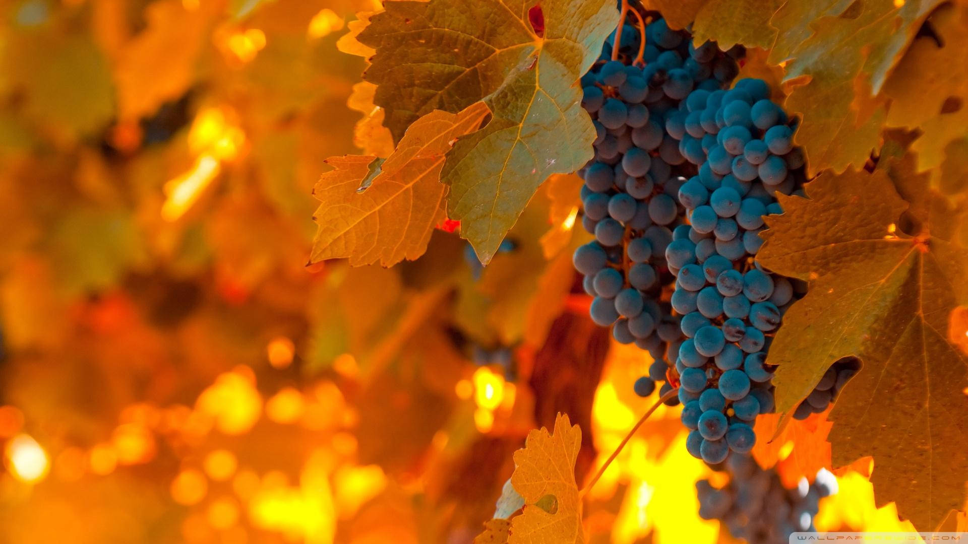 Cluster Of Ripe Black Muscat Grapes