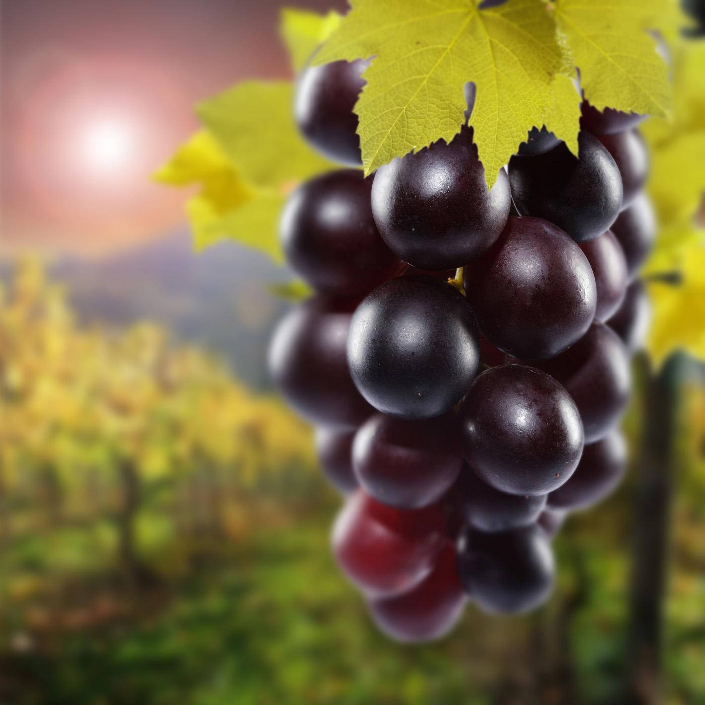 Cluster Of Ripe Champagne Red Grapes Background