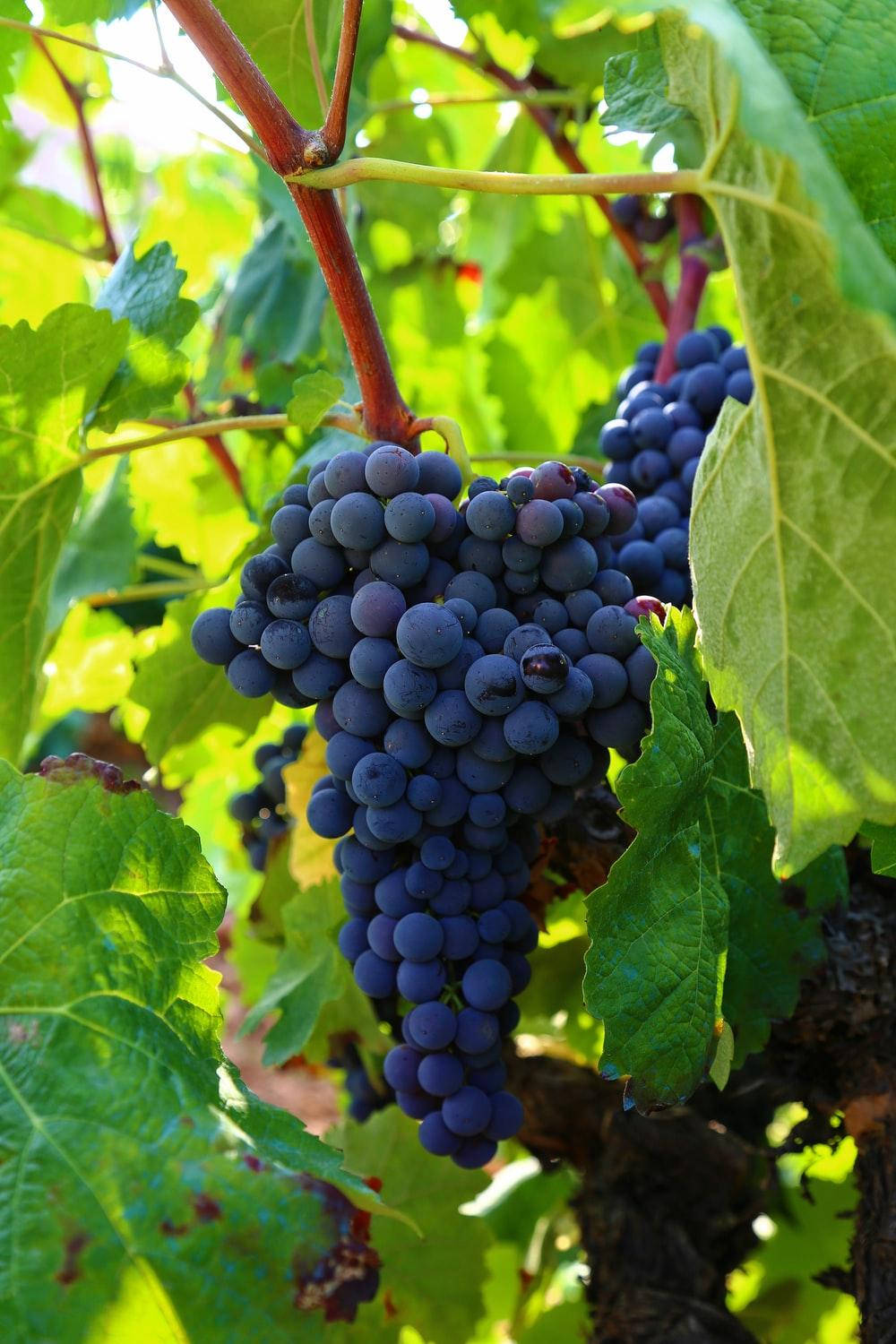 Cluster Of Ripe Pinot Noir Grapes Background